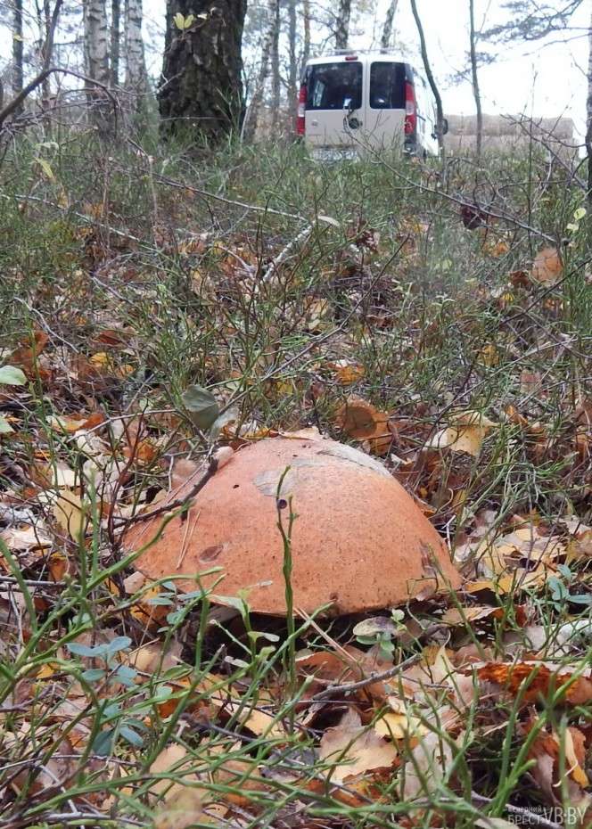 гигантский подосиновик 