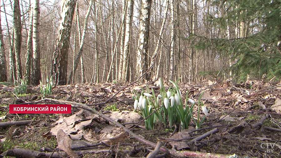 подснежники