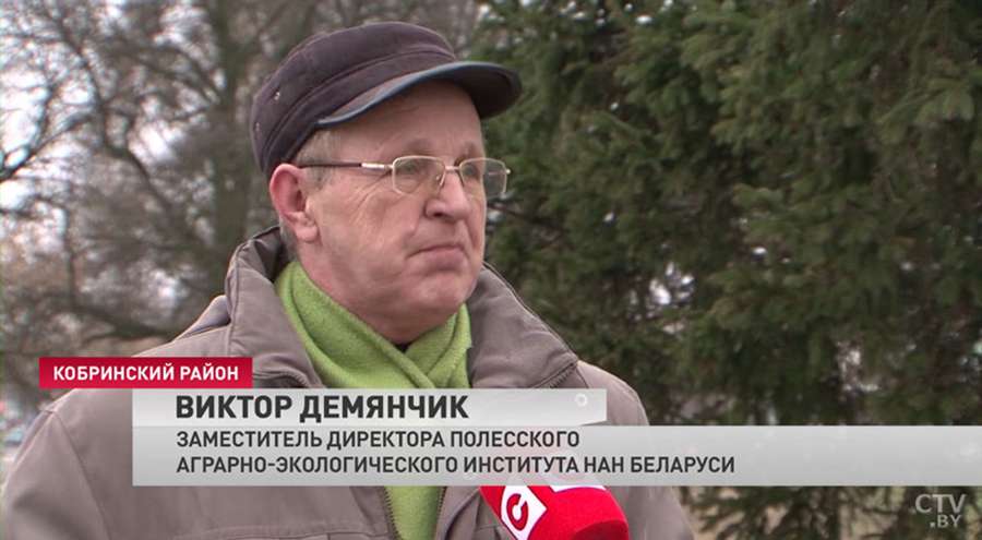 подснежники