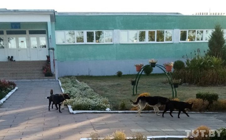Свора собак в Дивине
