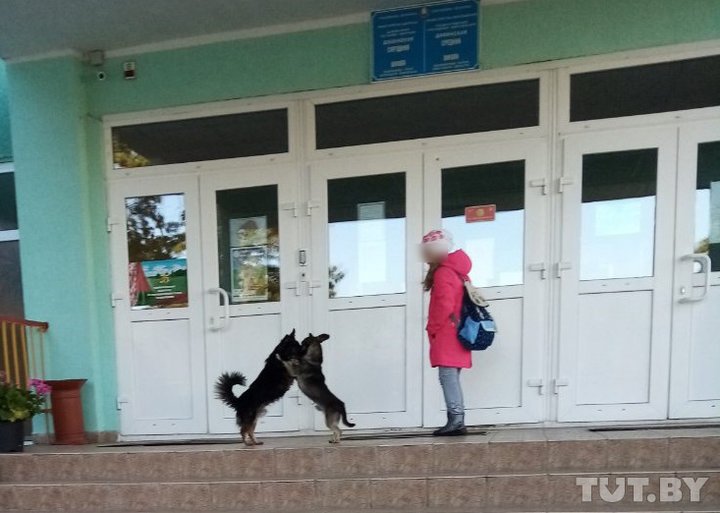 Свора собак в Дивине