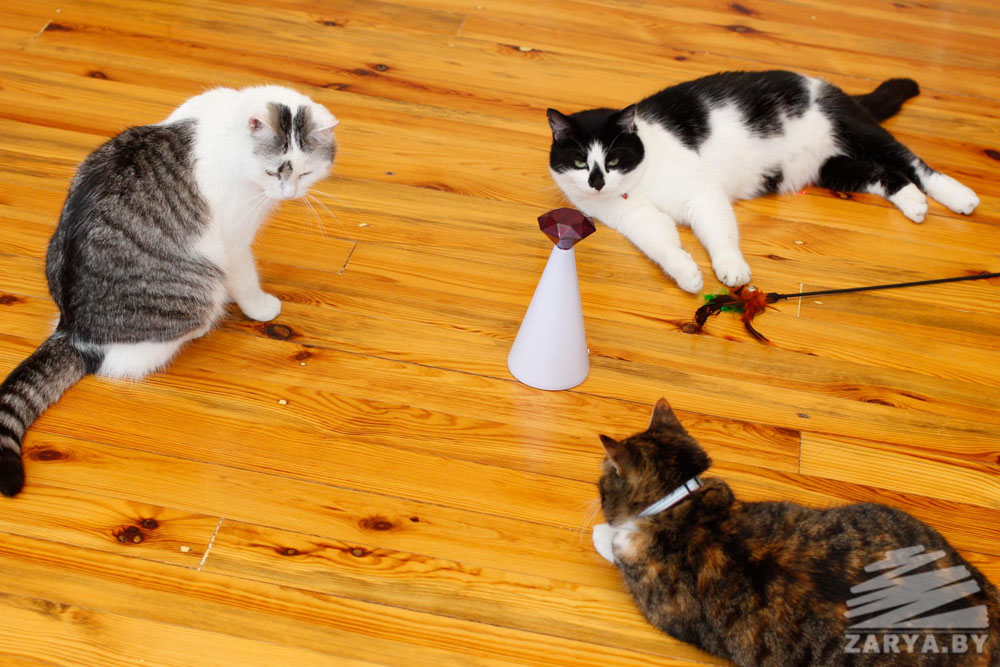 Блогеры из Кобрина А ну ка давай ка