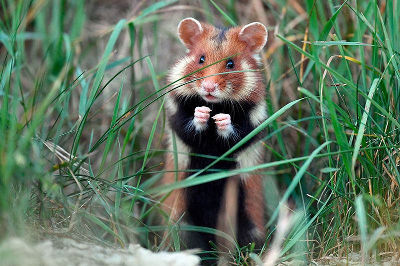 Хомяк обыкновенный