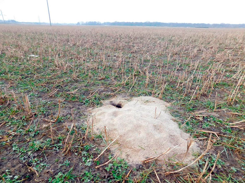 Норма хомяка как выглядит