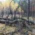 По всей Беларуси введены ограничения на посещение лесов