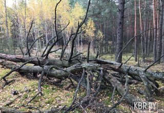 Запрет на посещение лесов в Кобринском районе