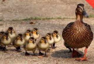 В Кобрине утка перевела утят через дорогу, соблюдая ПДД