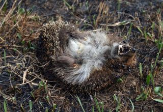 Спасатели Кобринского РОЧС напоминают: не выжигайте сухую траву!