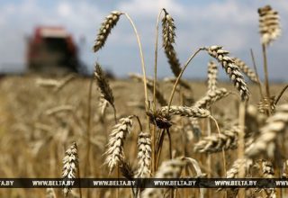 Массовая уборка зерновых завершается в Беларуси