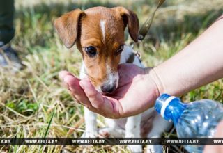 До 31 градуса жары ожидается в Беларуси 25 августа