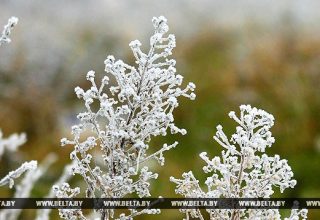 Ночные заморозки ожидаются в Беларуси в выходные