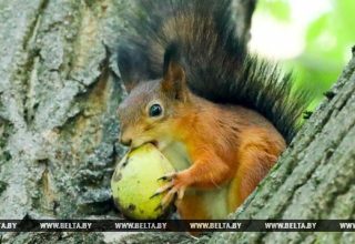 До 19 градусов тепла ожидается в Беларуси 10 октября