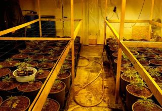 В Витебске ликвидировали крупную фабрику по производству марихуаны