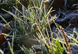 Первые заморозки ожидаются в Беларуси уже в среду 26 сентября