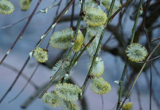 Похолодание в Беларуси будет недолгим: в воскресенье потеплеет