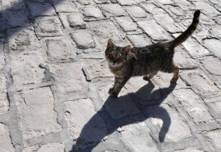 Девушка погладила кошку и не смогла больше пошевелиться