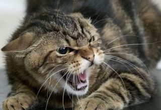 Бешеные кошки покусали людей