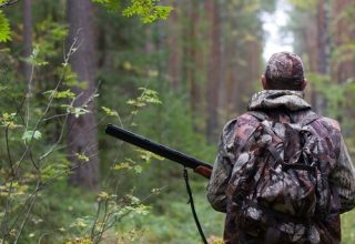За незаконное убийство благородного оленя два жителя Брестского района приговорены к лишению свободы