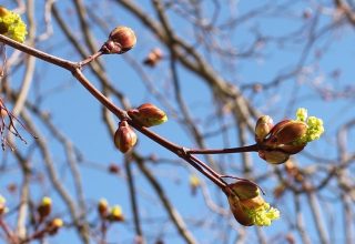 В ожидании тепла: сбудутся ли народные приметы на весну?