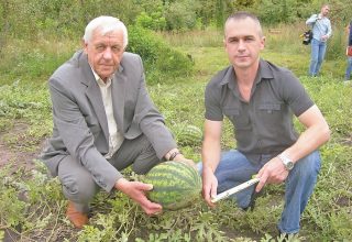 На Брестчине собрали первый урожай арбузов. На месяц раньше обычного