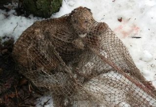 Умер рысенок, которого отловили во дворе жительницы Барановичского района