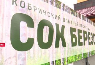 ГОЛХУ «Кобринский опытный лесхоз» приступил к заготовке березового сока