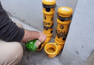 Как в Кобрине социальная реклама меняет отношение к бездомным животным