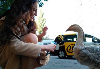 Гусь – друг человека. Как минчанин приручил гордую птицу