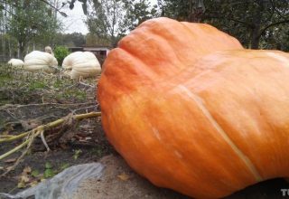 «Они толком не успели вырасти». Дачник-биолог вырастил под Брестом гигантские тыквы под 400 кг