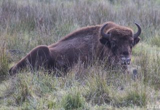 В Брестском районе трое охотников застрелили зубра