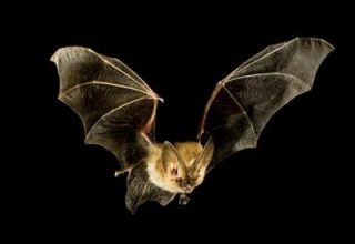 Беловежская пуща приглашает всех желающих на праздник, посвященный летучим мышам