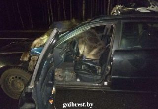 В Ивацевичском районе женщина сбила сразу двух лосей. Водитель в реанимации