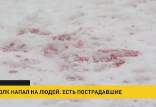 После нападения бешеного волка: четыре человека в больнице, один – в реанимации