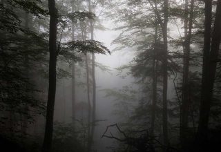 Мама мальчика, которого «забыли» в лесу, рассказала, что произошло