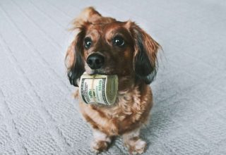 Проживание собаки нужно оплатить. Кому и сколько?