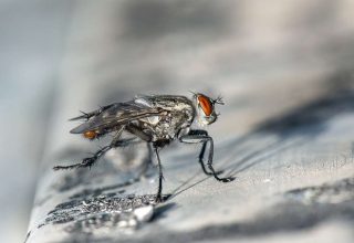 Ученые: насекомые могут исчезнуть в течение столетия