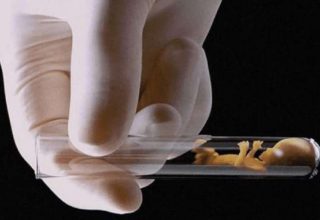 Чиновники планируют увеличить население с помощью ЭКО