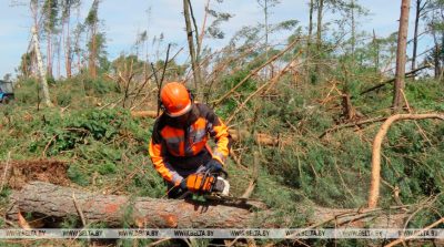 ГОЛХУ «Кобринский опытный лесхоз»