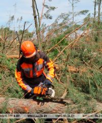 ГОЛХУ «Кобринский опытный лесхоз»