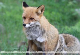 Житель Дрогичинского района на охоте застрелил бешеную лису