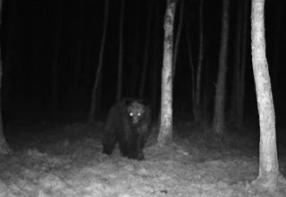 В Беловежскую Пущу возвращаются медведи