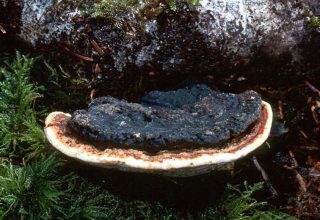 В Беловежской пуще обнаружили грибы с противораковыми свойствами