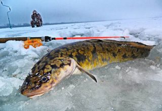 Запрет на лов налима вводится в Беларуси. Штраф — 27 базовых