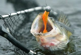 Житель Малоритского района «наловил» раков и рыбы на 7 тысяч долларов