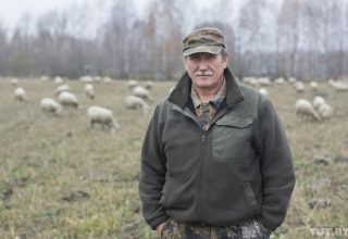 Как овцевод-самоучка под Кобрином разводит скот