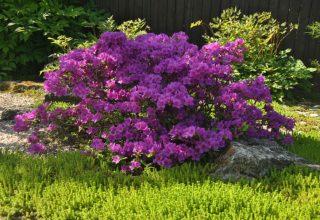 Фермерское хозяйство Кобринщины попало республиканский проект