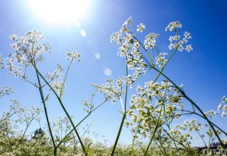 Начало недели в Бресте будет теплым, в пятницу — ненастье