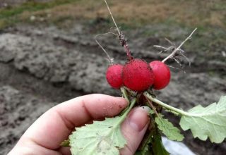 Благодаря теплой зиме под Брестом выросла редиска
