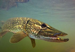 С 1 марта на территории Брестской области вводится запрет на лов щуки обыкновенной
