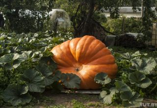 Гродненец на даче вырастил огромную тыкву весом 400 кг. И она продолжает расти